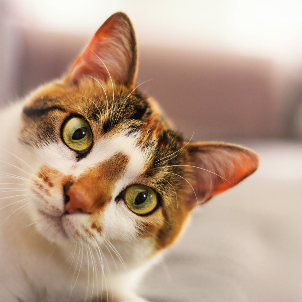 Kedi ve Köpeğiniz İçin Uyum Sağlamak: İpuçları ve Öneriler