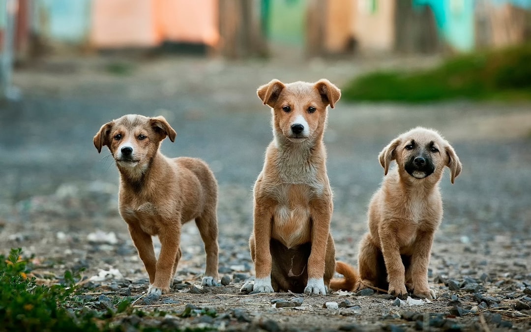Evcil Hayvanınızın Saha Gezilerinde Kedinin Köpeğe Olan Reaksiyonu