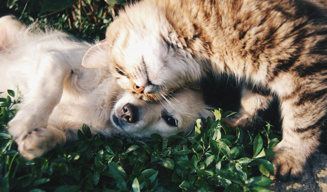 Kedi ve Köpeğinizle Keyifli Vakit Geçirmenin Yolları