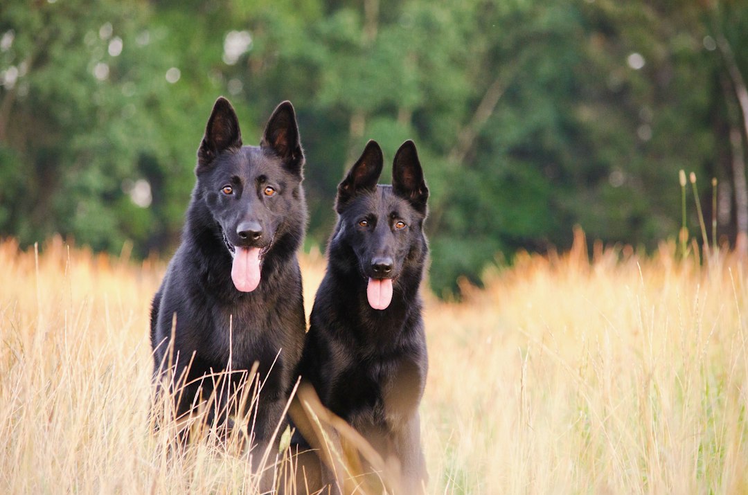 Kedinizle Köpeğiniz Arasında Nasıl Bir Denge Kurabilirsiniz?
