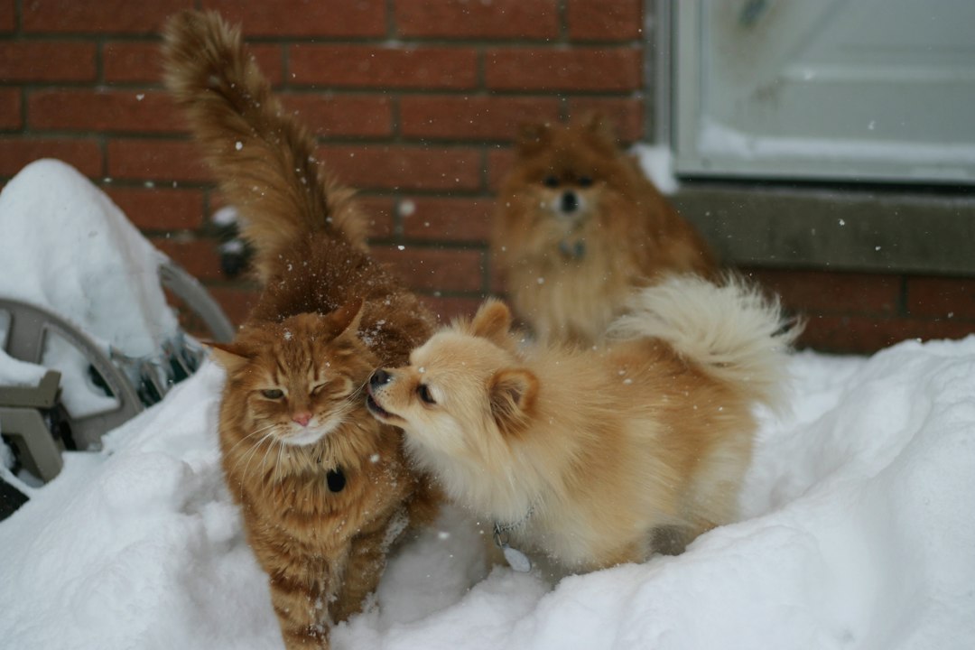 Köpeklerin Kedi Dostlarına Nasıl Davrandığı