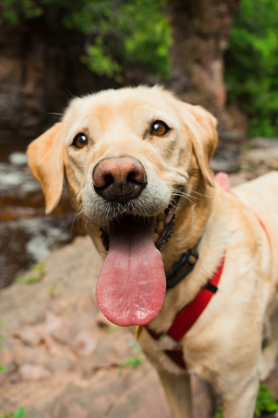 Kedi ve Köpek Sahipliği Konusunda Neler Düşünmelisiniz?