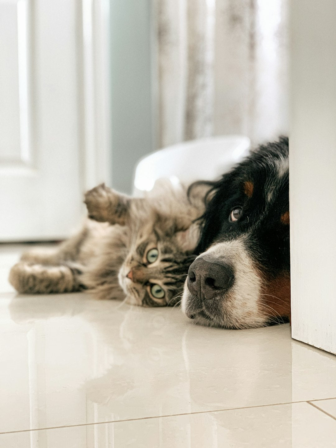 Kedilerin Köpekler Üzerindeki Etkisi