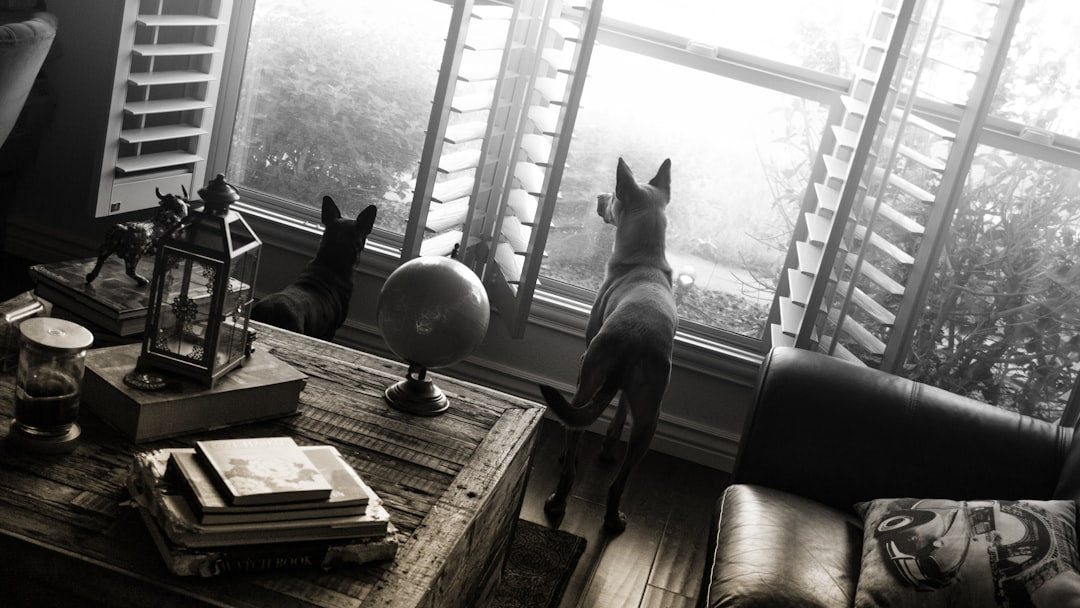 Kedi ve Köpek Eğitimi: Bilmeniz Gerekenler