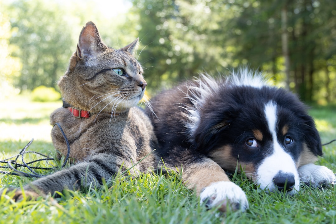 Evde Hem Kedi Hem de Köpek Beslemek: İpuçları