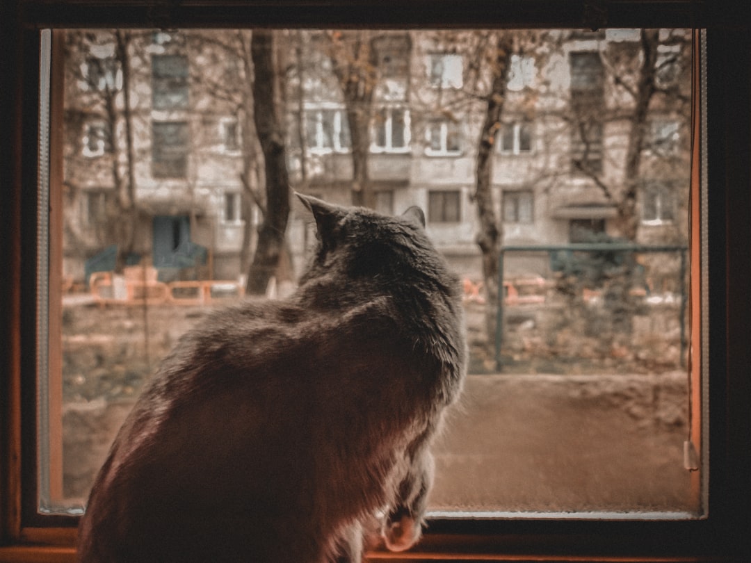Köpeklerin Kedilere Olan İlgisi ve Merakı