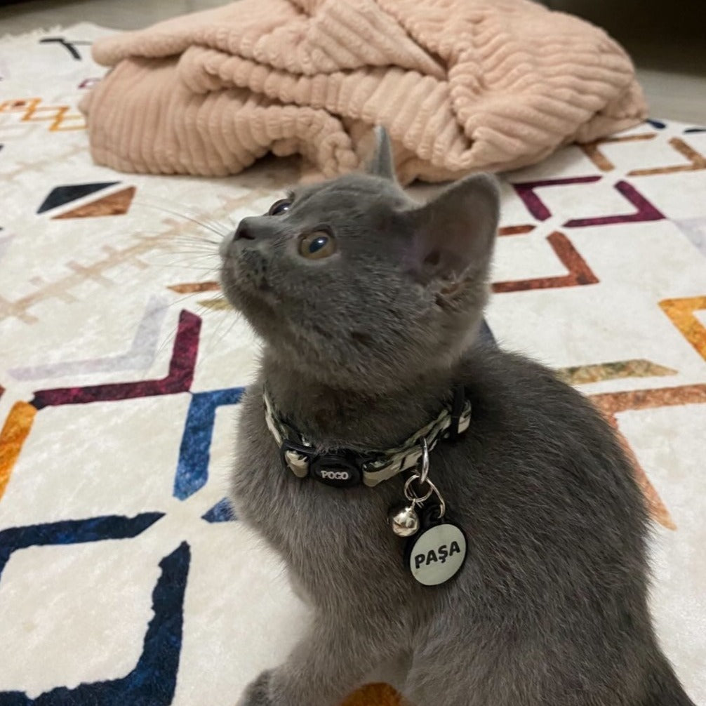 DisguiseX | Kedi Tasması