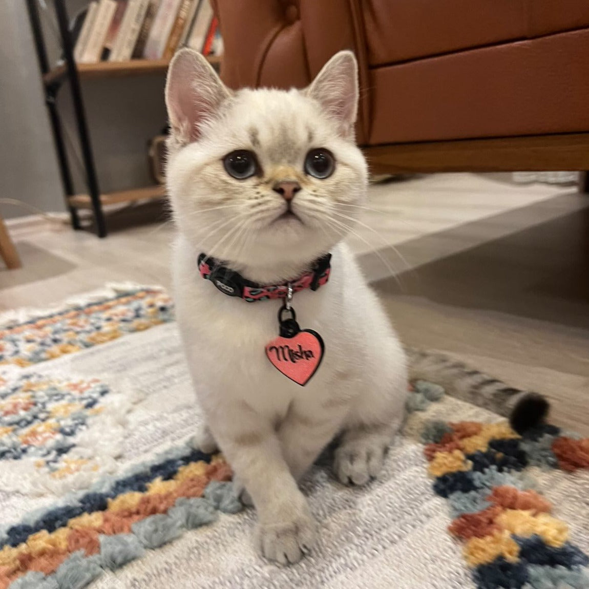 Pinky | Kedi Tasması