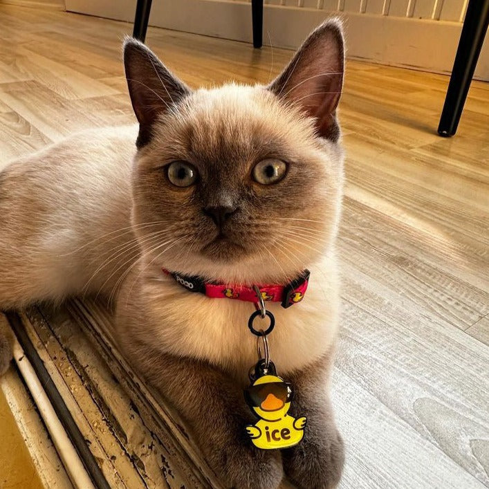 Pink Duck | Kedi Tasması