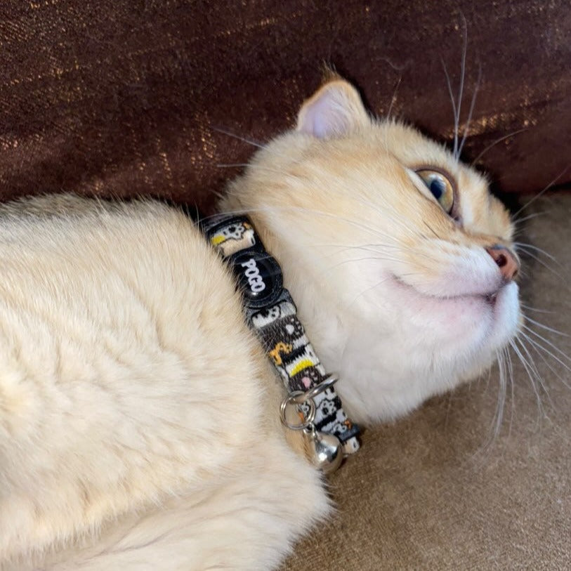 Pawty | Kedi Tasması