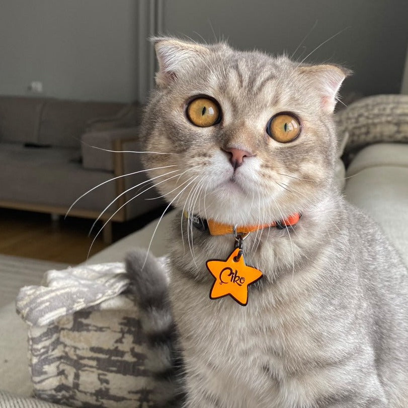 Orange | Kedi Tasması