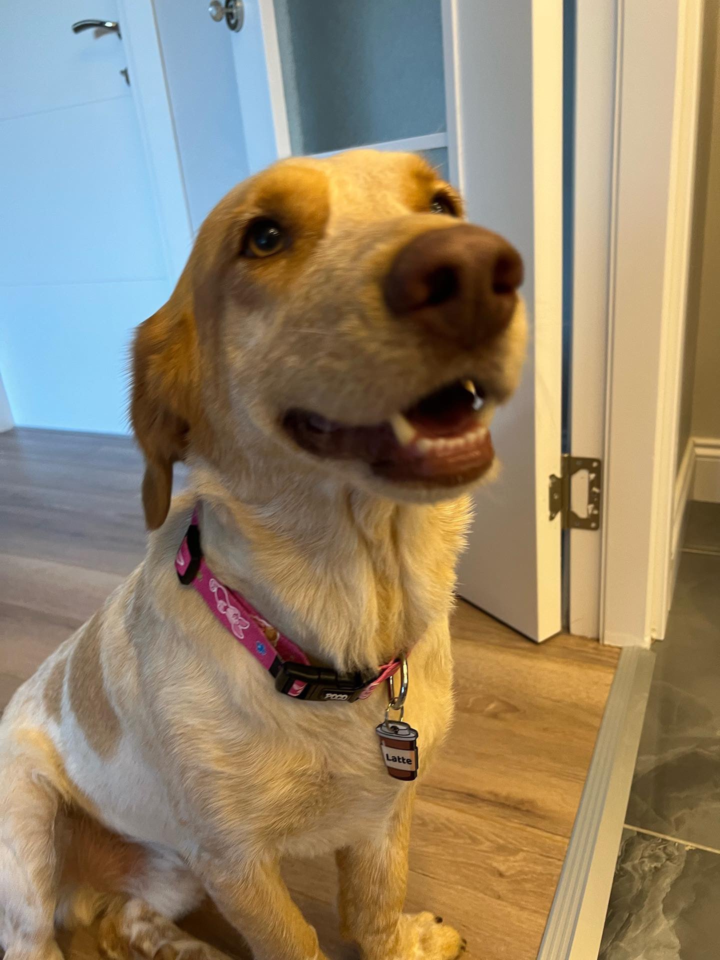 Piglet | Köpek Tasması