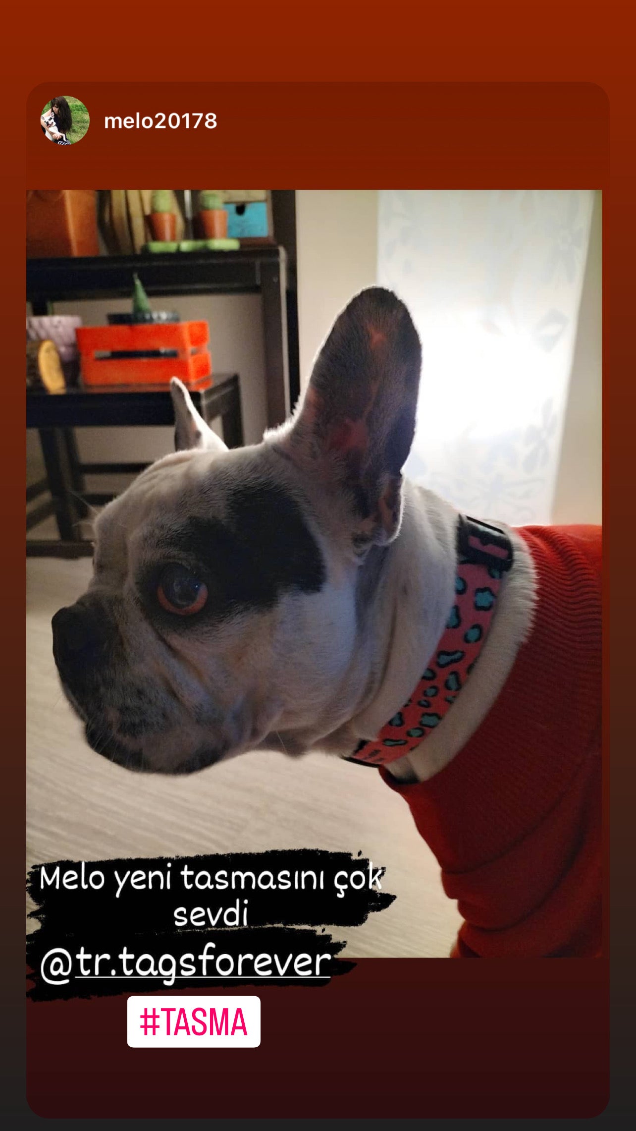 Pinky | Köpek Tasması