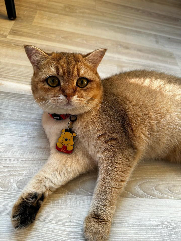 Winnie | Kedi ve Köpek İsimlik