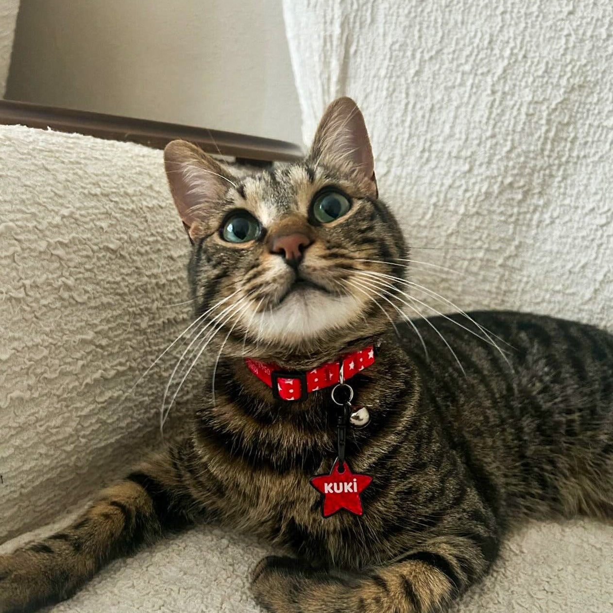 Twinkle | Kedi Tasması