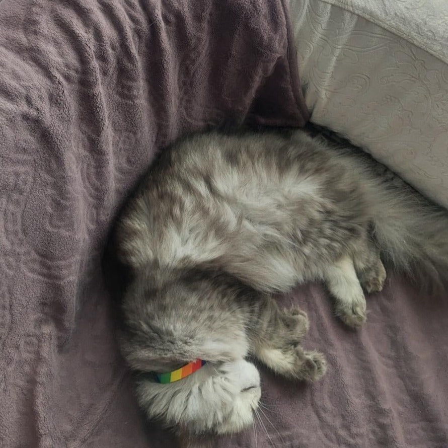 Rainbow | Kedi Tasması