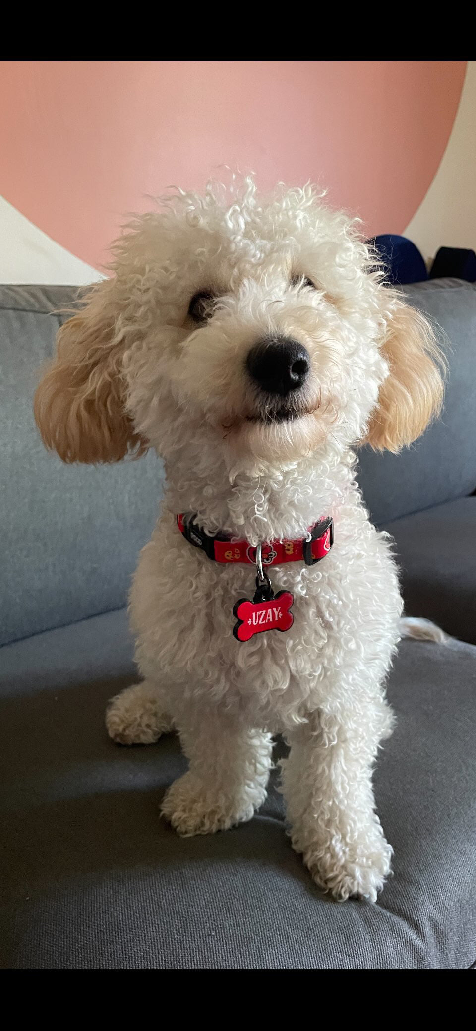 Elmo | Köpek Tasması