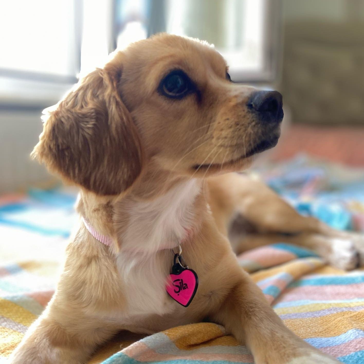 Pembe Neon Kalp | İsimlik