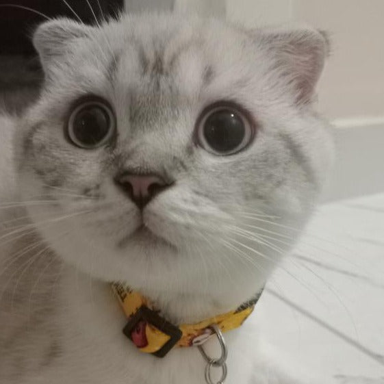 Sushi | Kedi Tasması