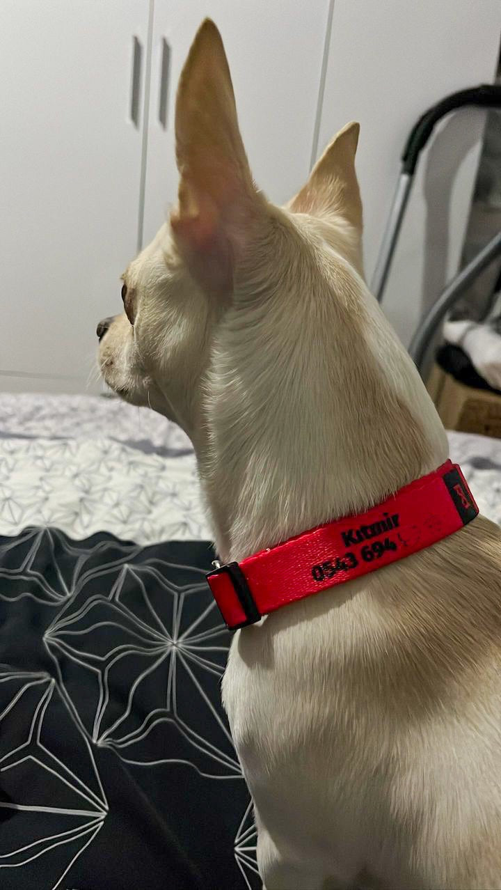 Red | Köpek Tasması