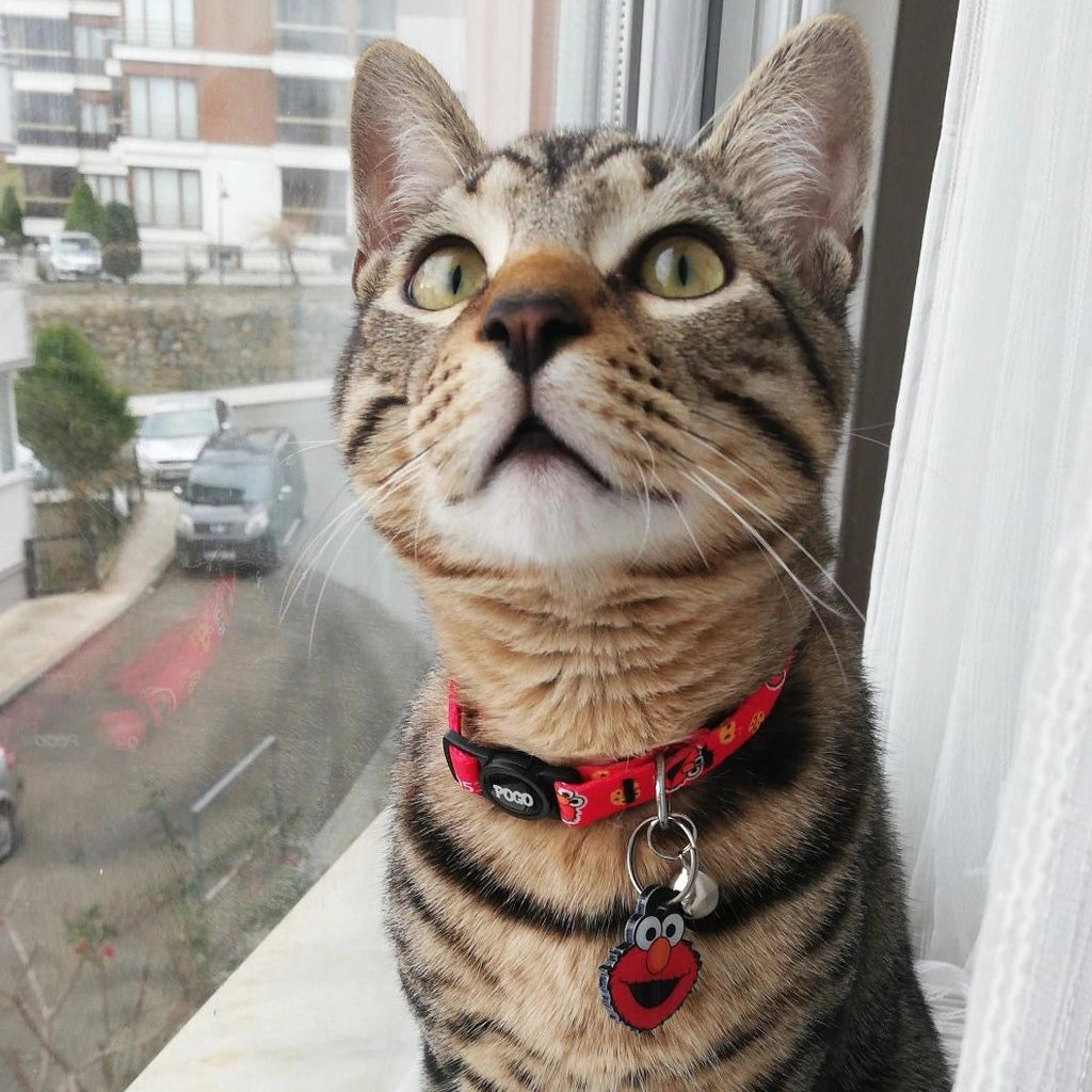 Elmo | Kedi Tasması