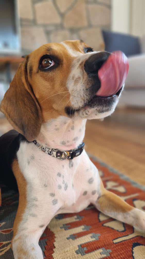 Pawty | Köpek Tasması
