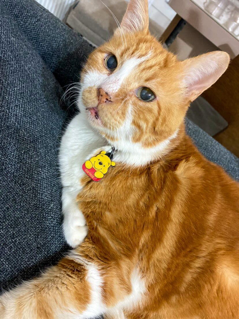 Winnie | Kedi ve Köpek İsimlik