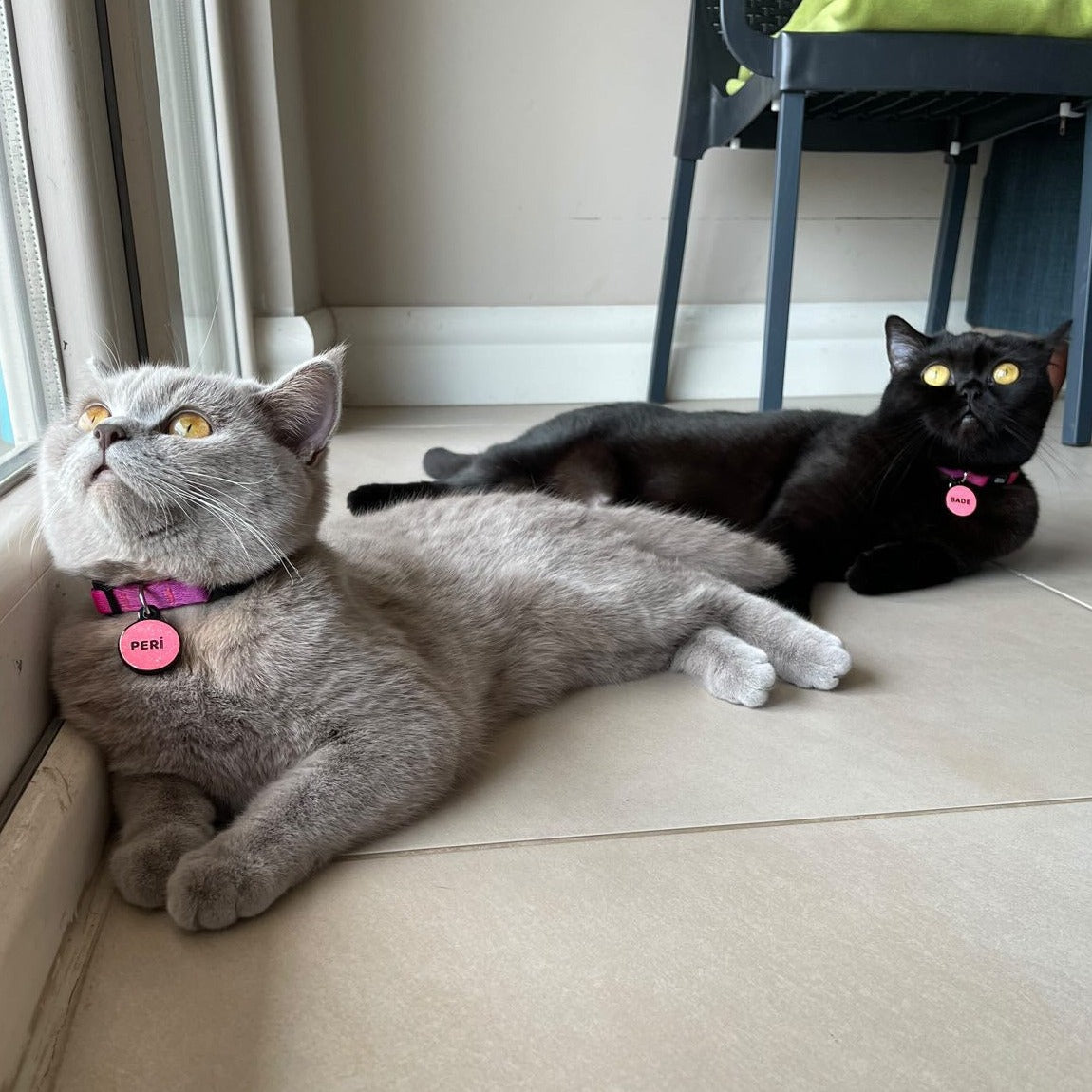 Fuschia | Kedi Tasması