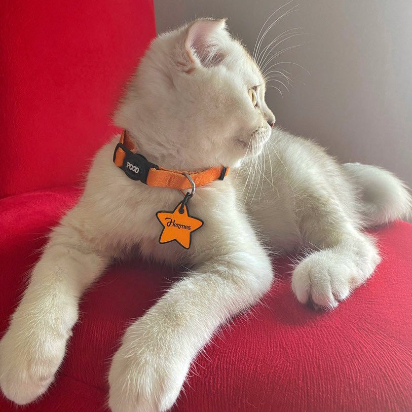 Orange | Kedi Tasması