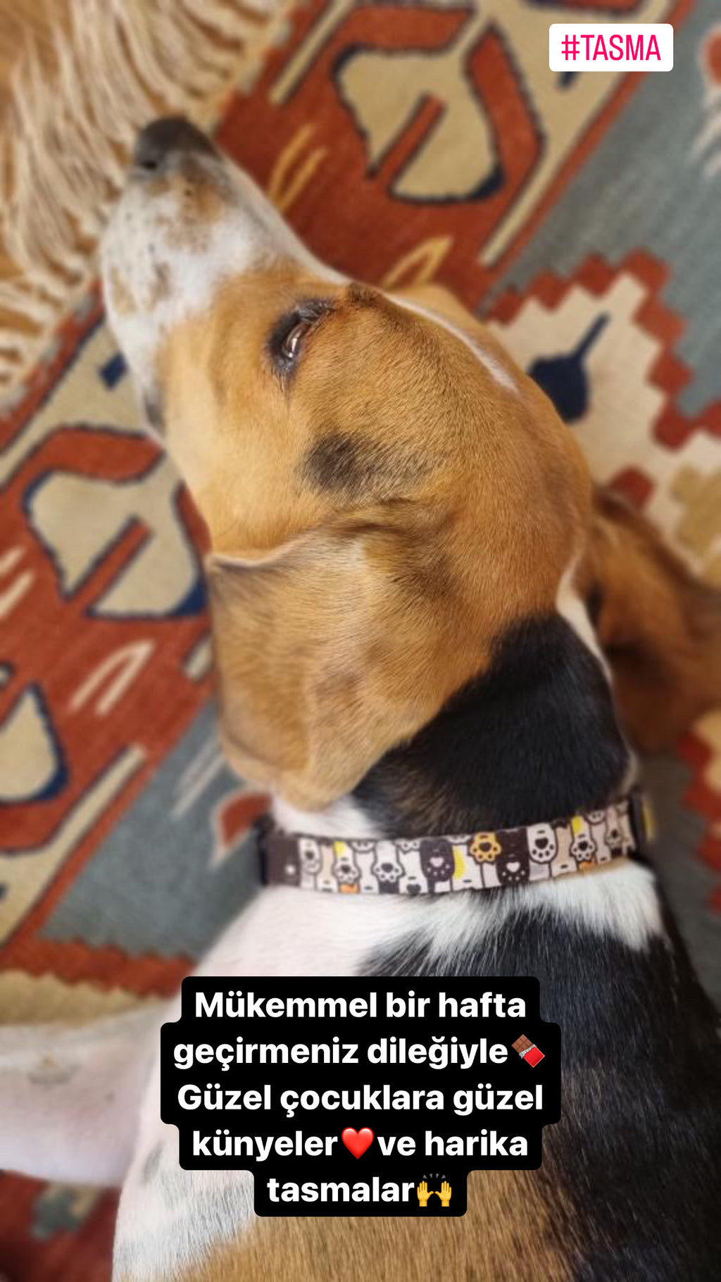 Pawty | Köpek Tasması