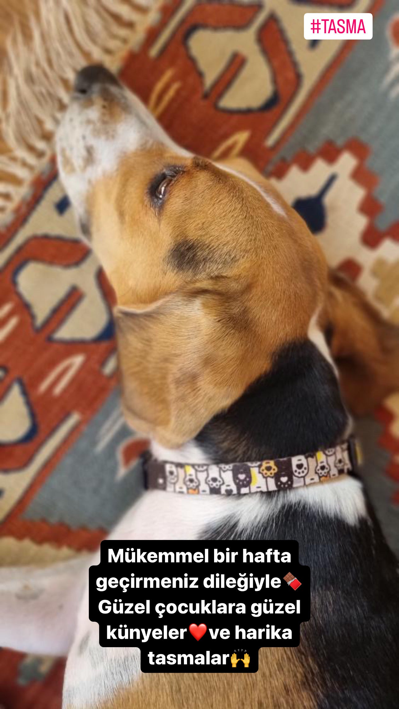Pawty | Köpek Tasması