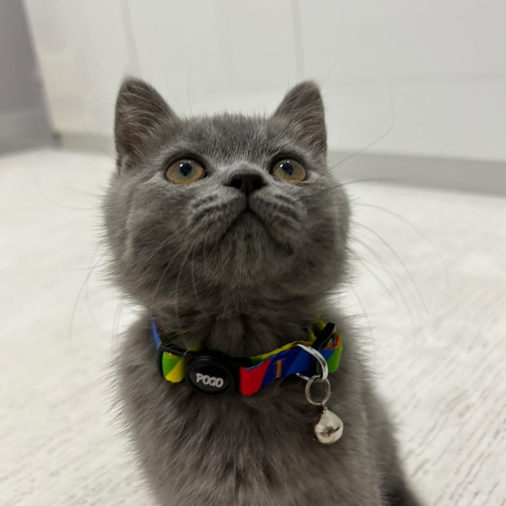 Rainbow | Kedi Tasması