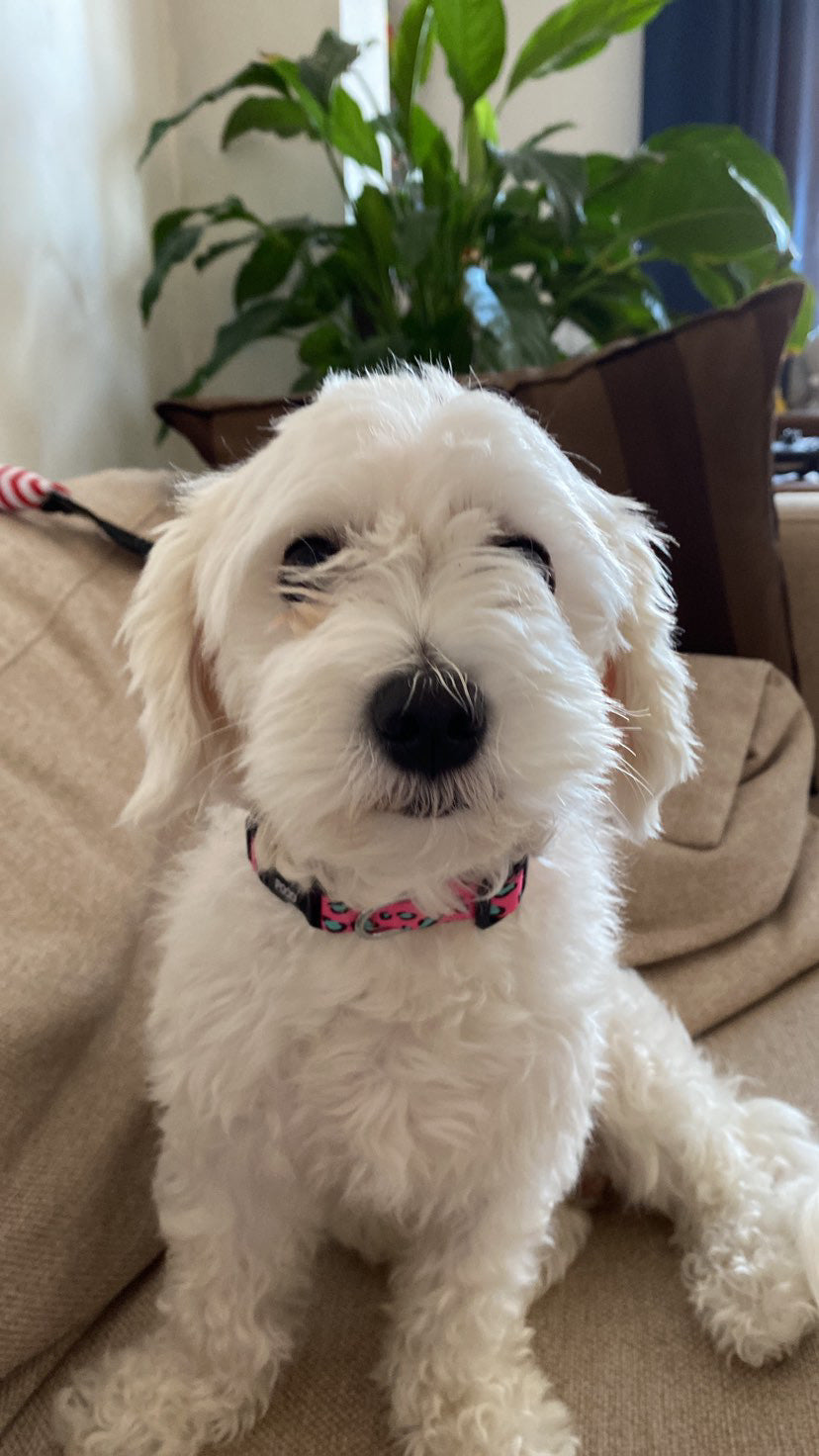 Pinky | Köpek Tasması