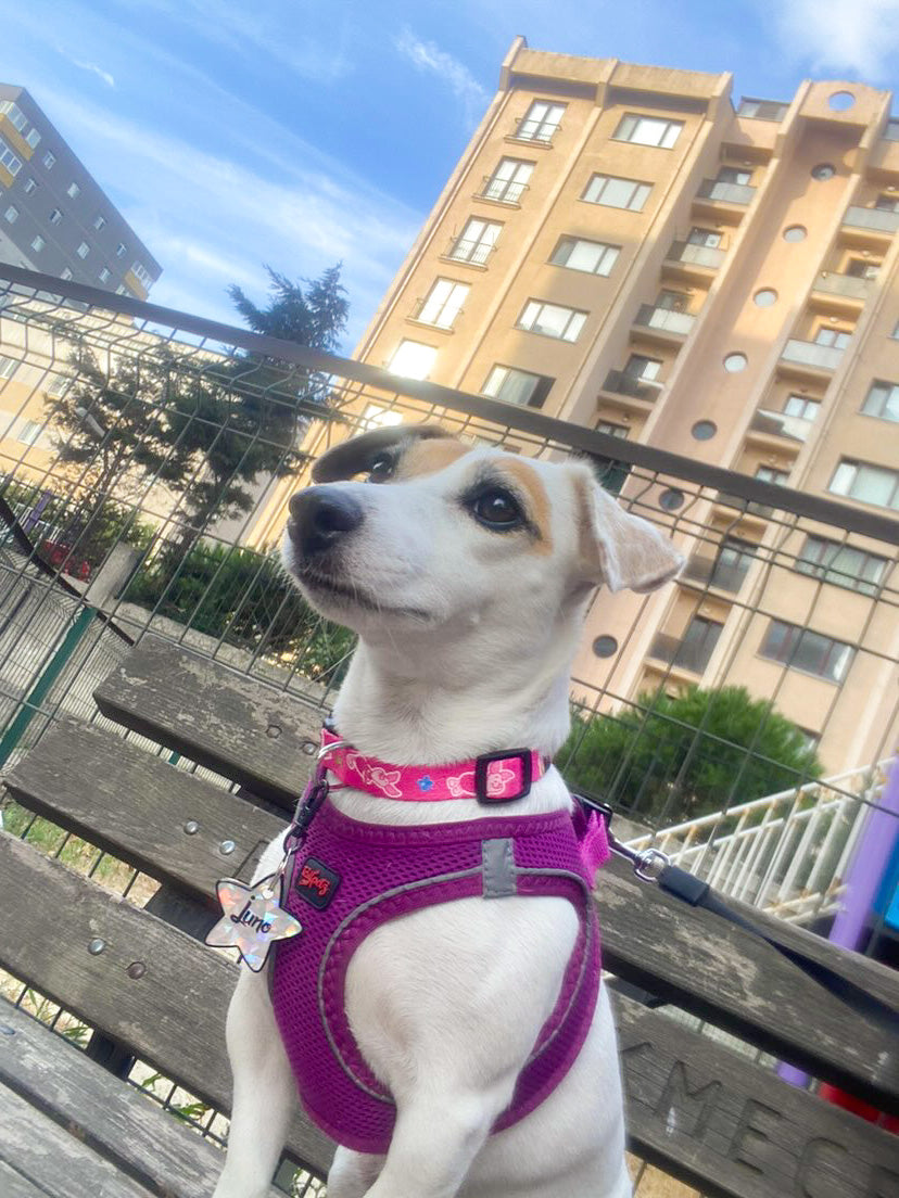 Piglet | Köpek Tasması