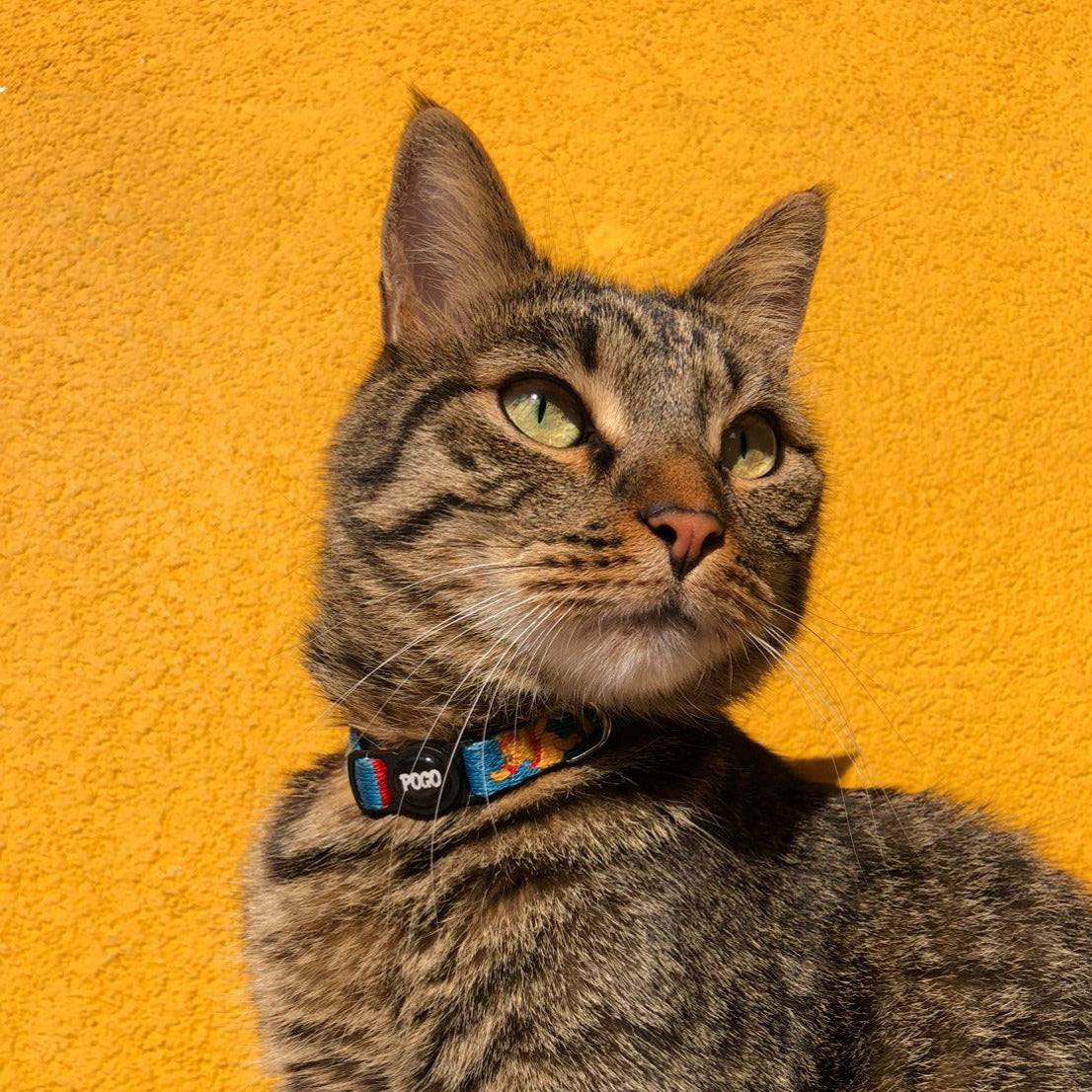 Winnie | Kedi Tasması