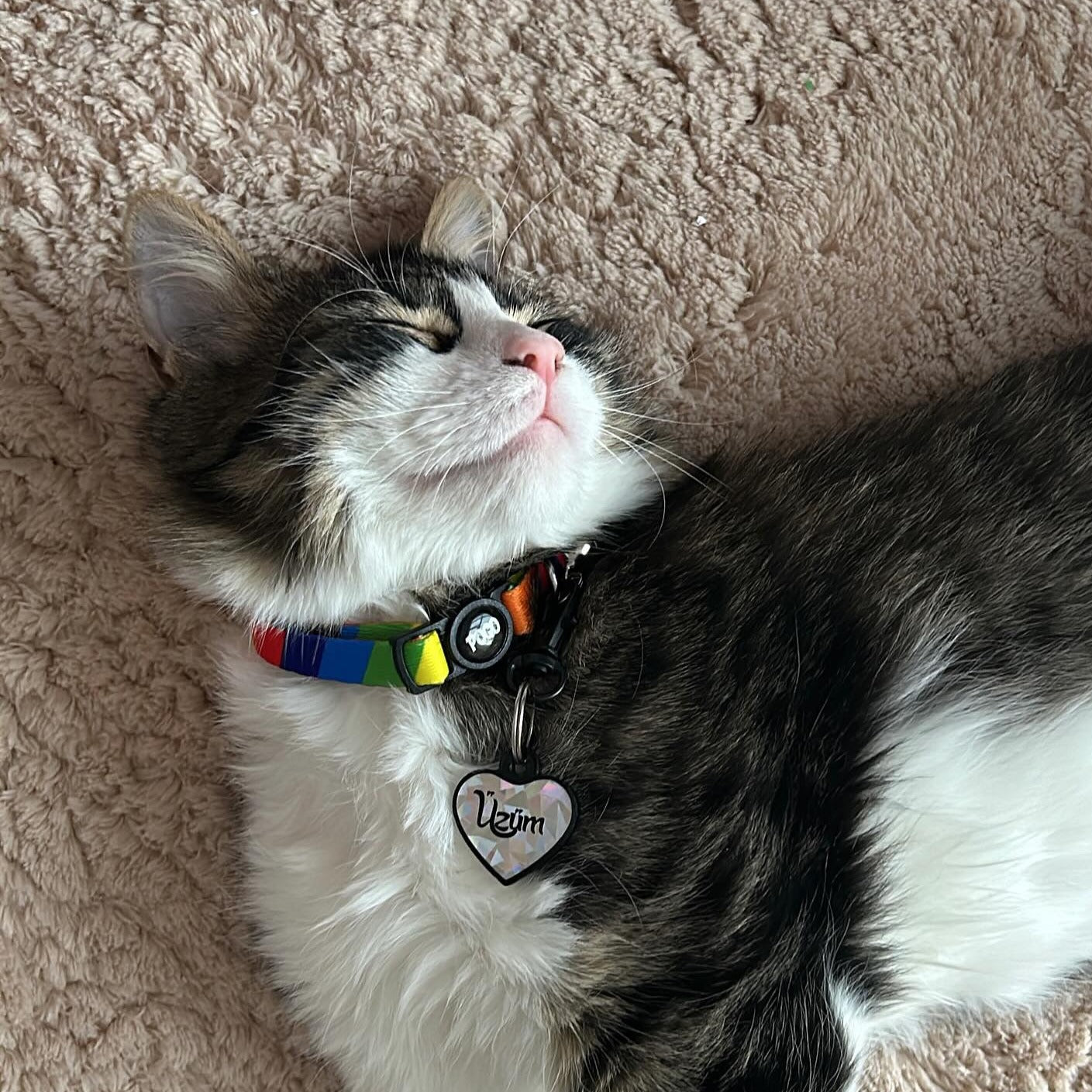 Rainbow | Kedi Tasması
