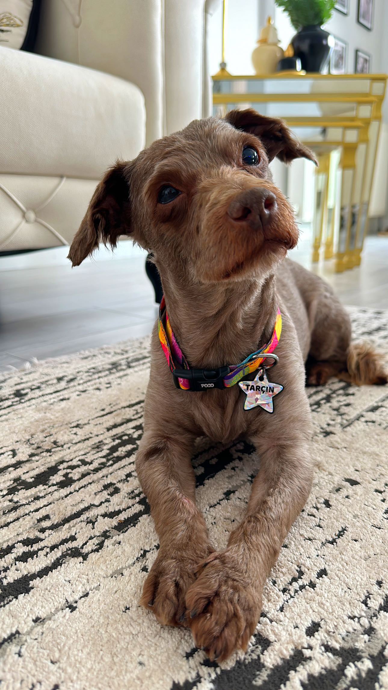 Peace and Love | Köpek Tasması