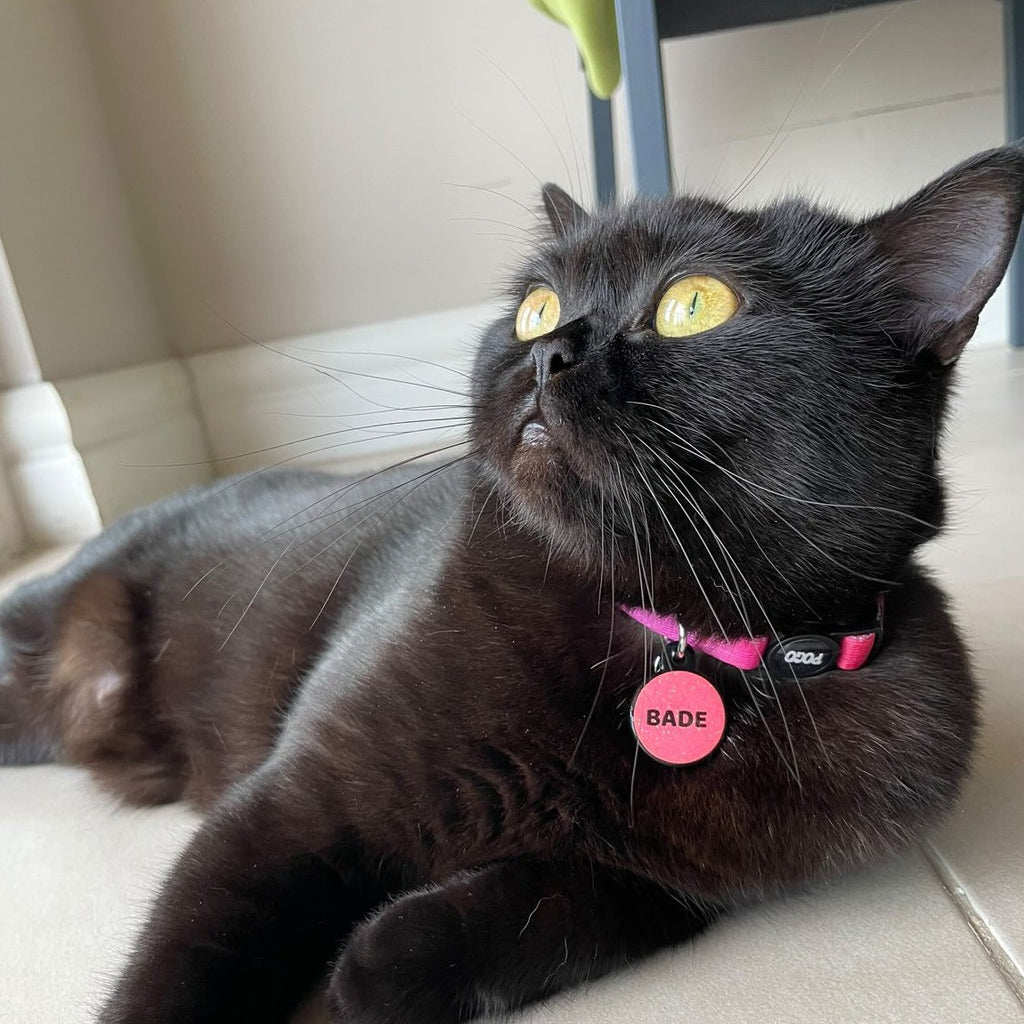 Fuschia | Kedi Tasması