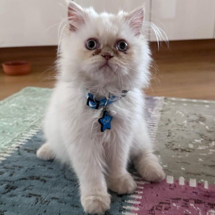Cloud | Kedi Tasması