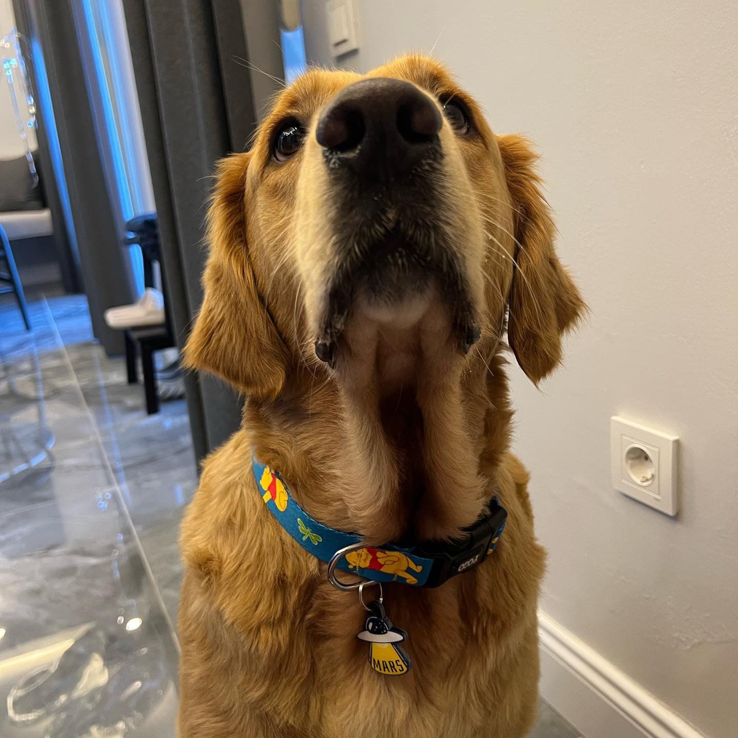 Winnie | Köpek Tasması