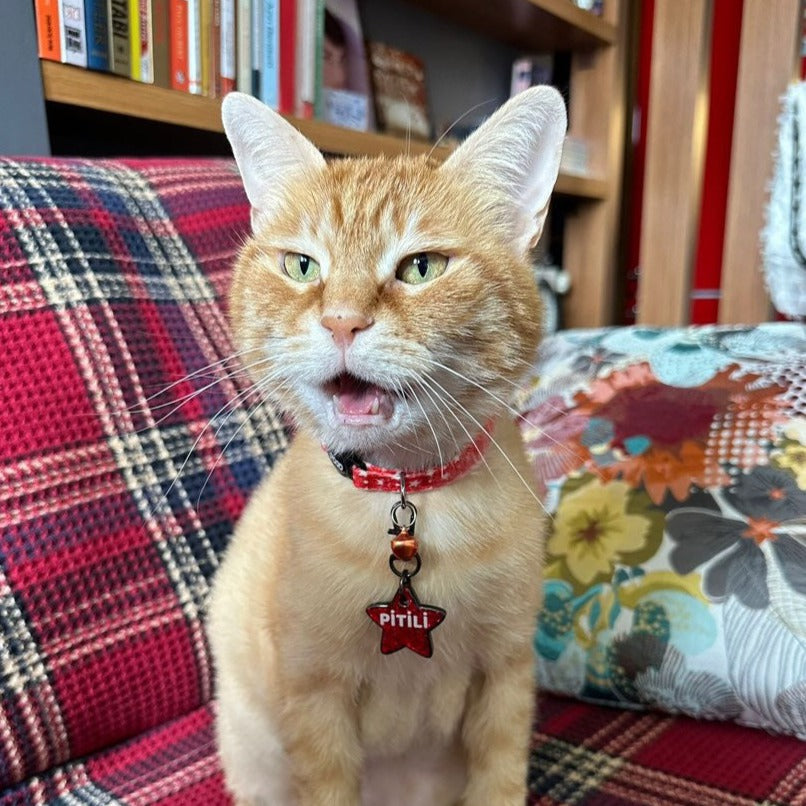 Twinkle | Kedi Tasması
