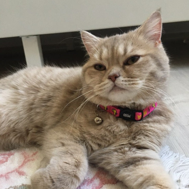 Pink Duck | Kedi Tasması