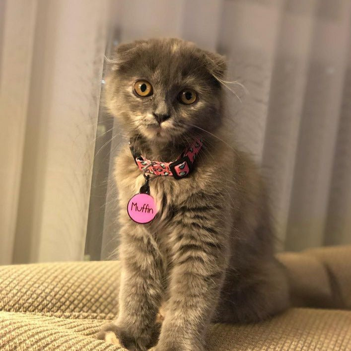 Pinky | Kedi Tasması