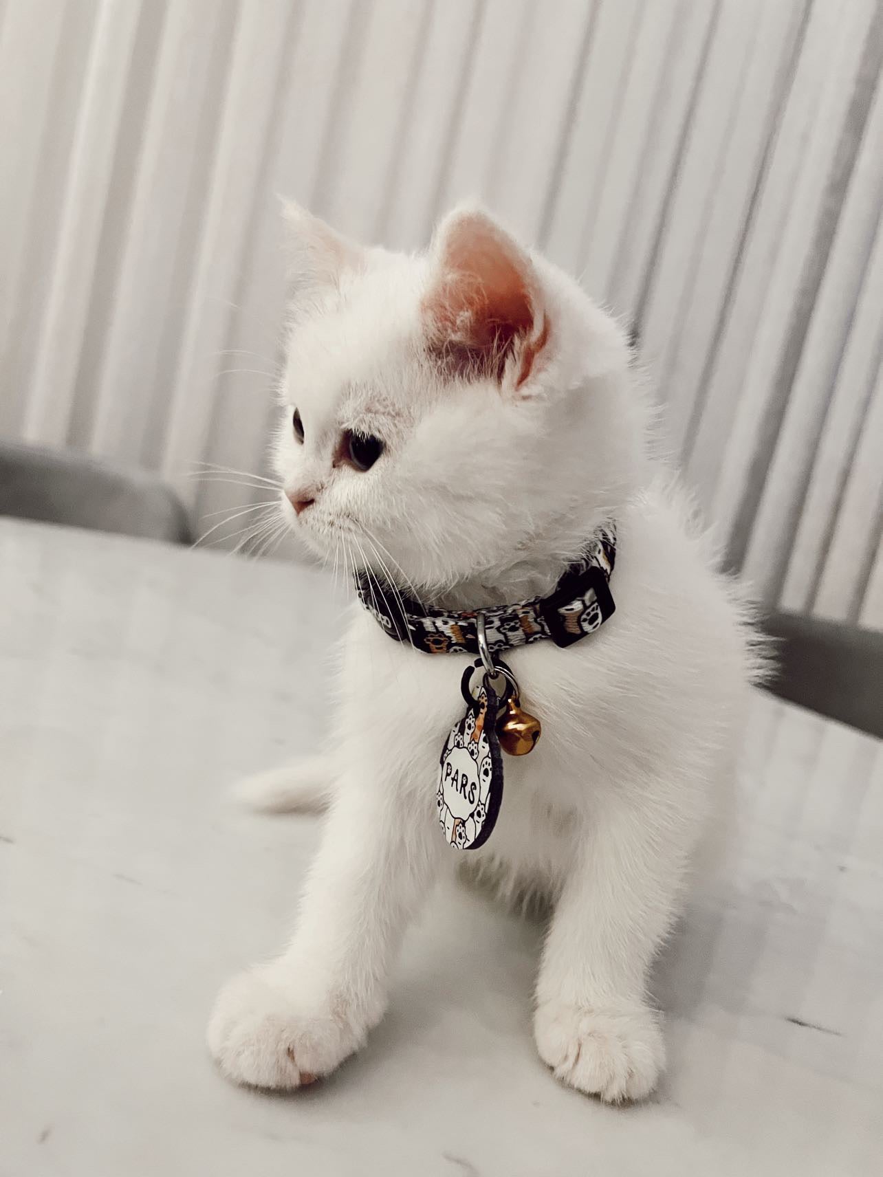 Pawty Yuvarlak | Kedi Köpek İsimlik