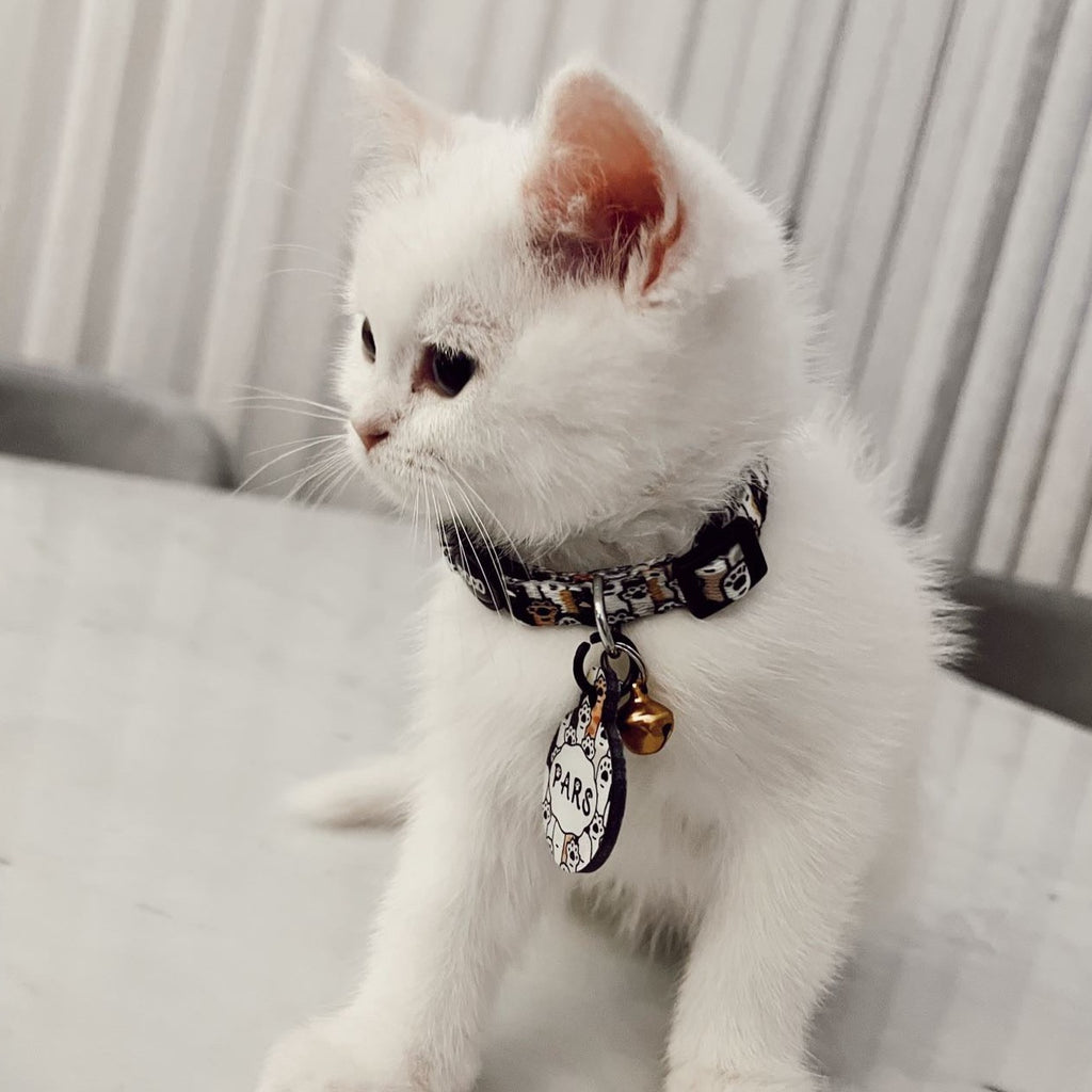 Pawty | Kedi Tasması