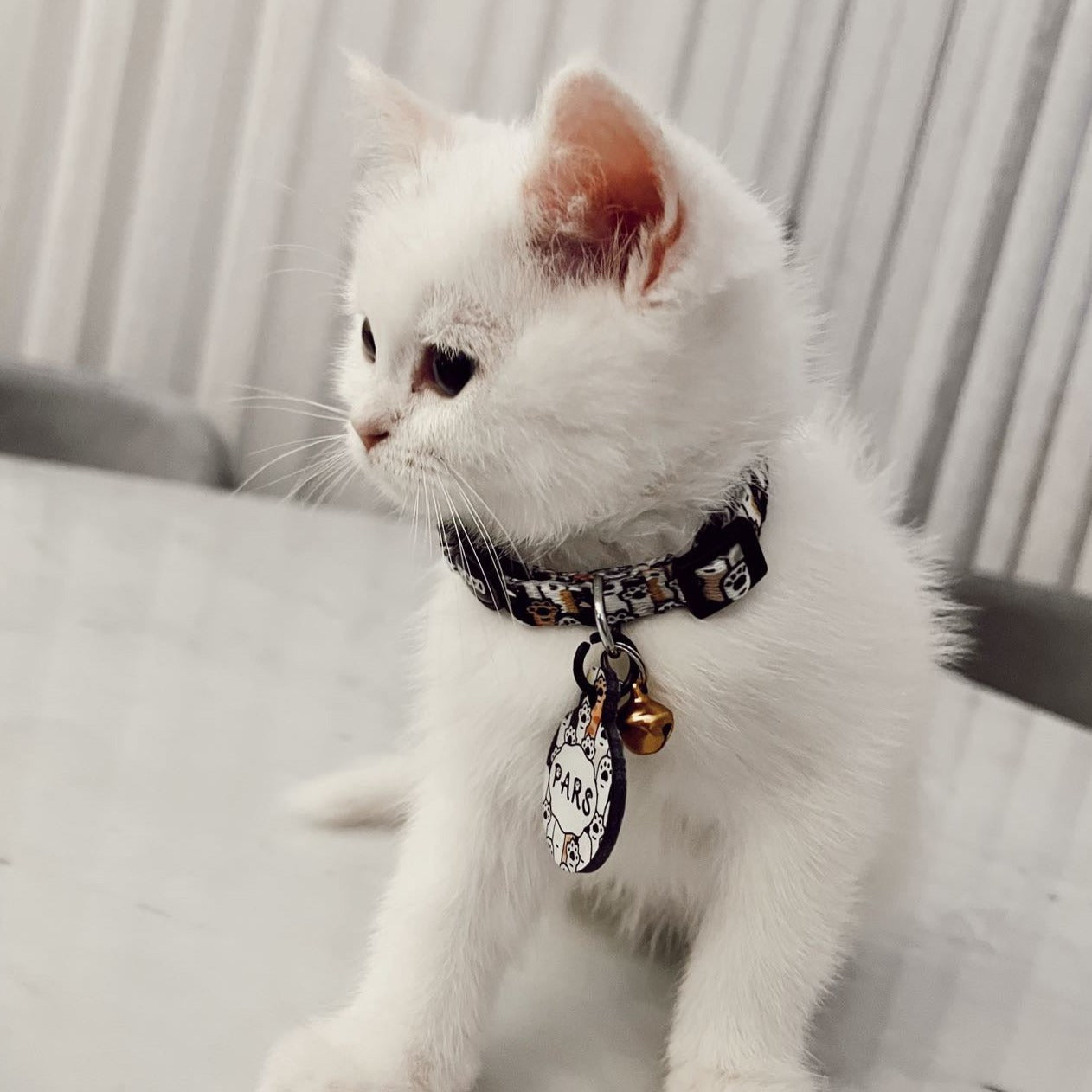 Pawty | Kedi Tasması
