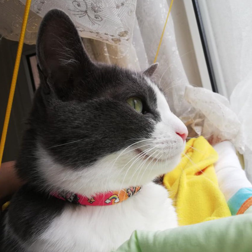 Unicorn | Kedi Tasması