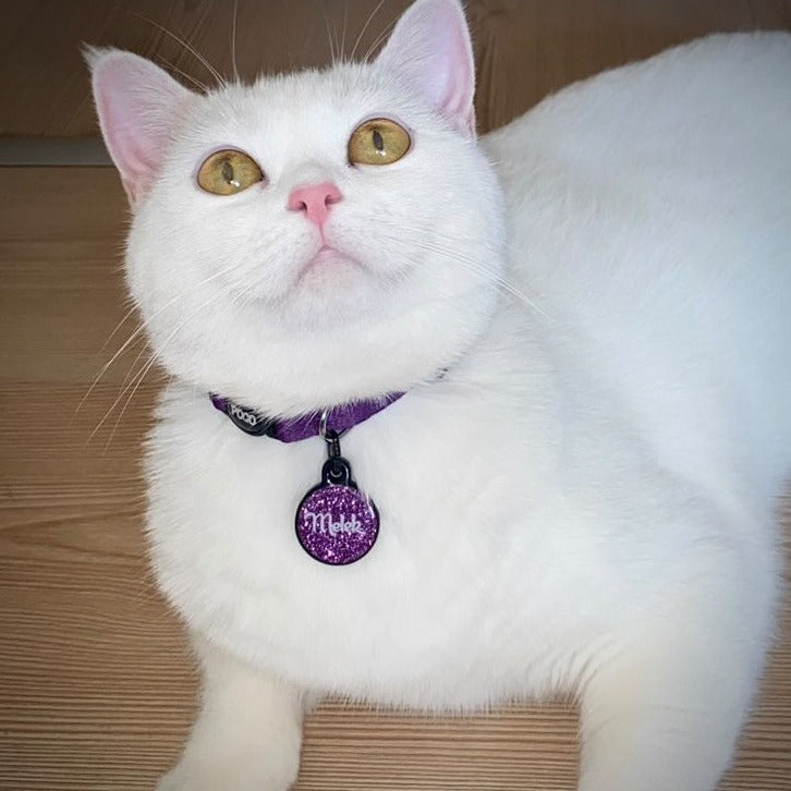 Purple | Kedi Tasması