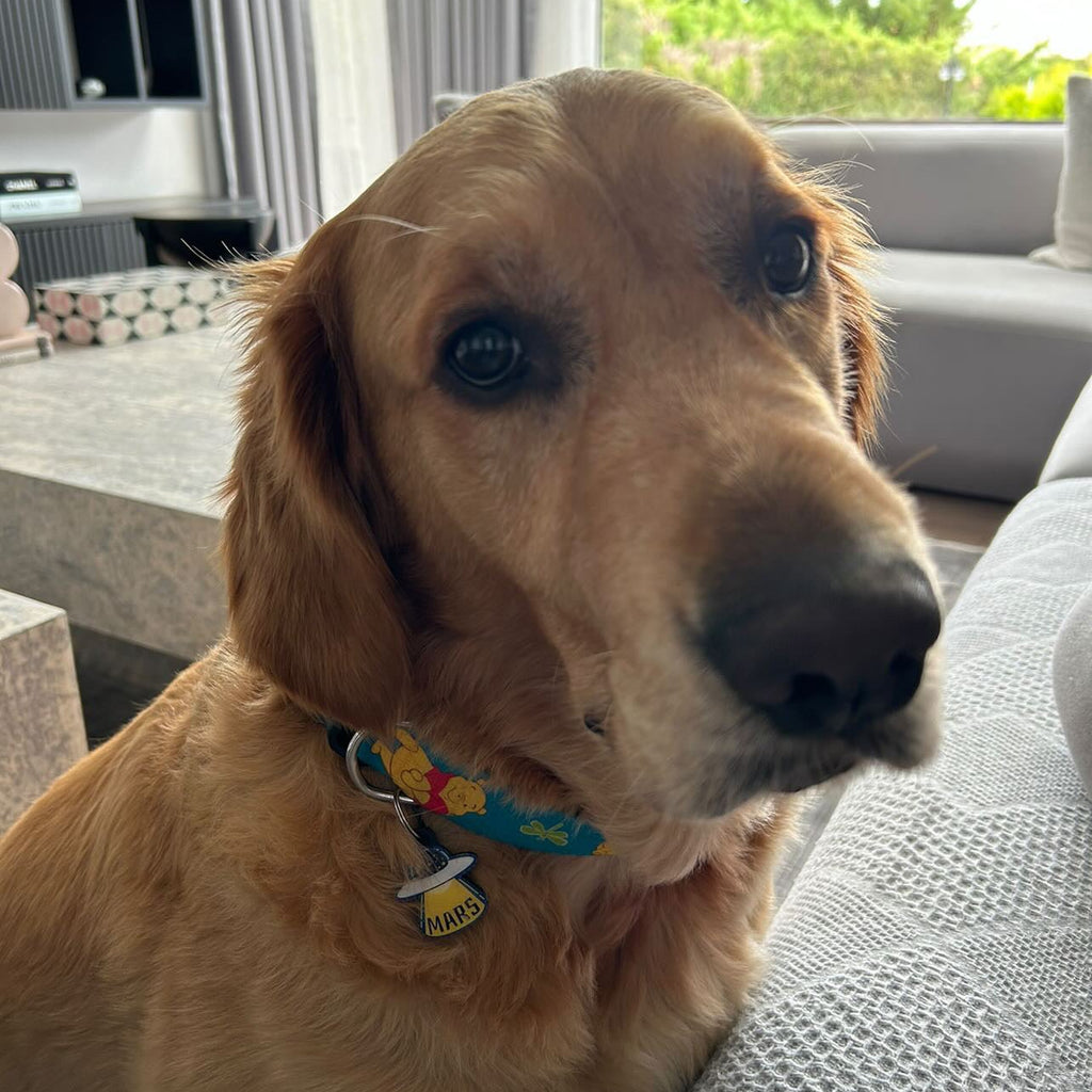 Winnie | Köpek Tasması
