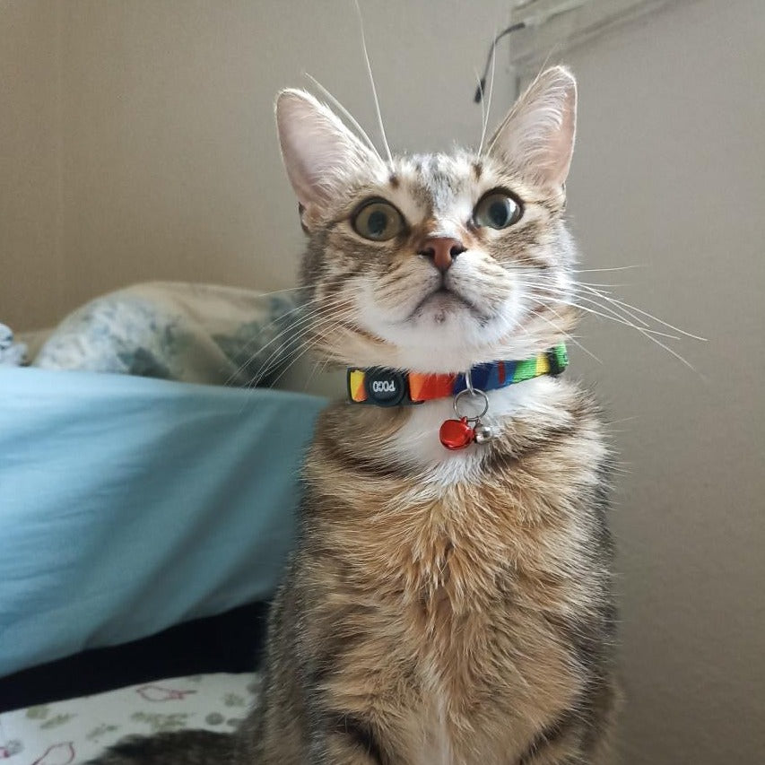 Rainbow | Kedi Tasması
